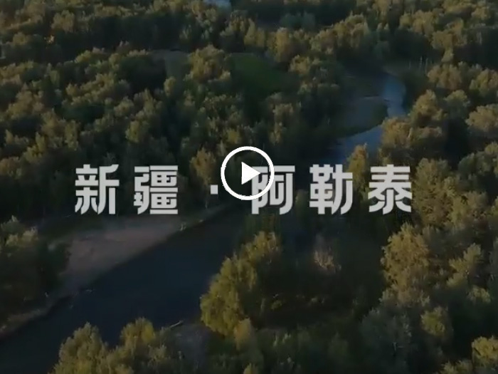 2024年葵花節
